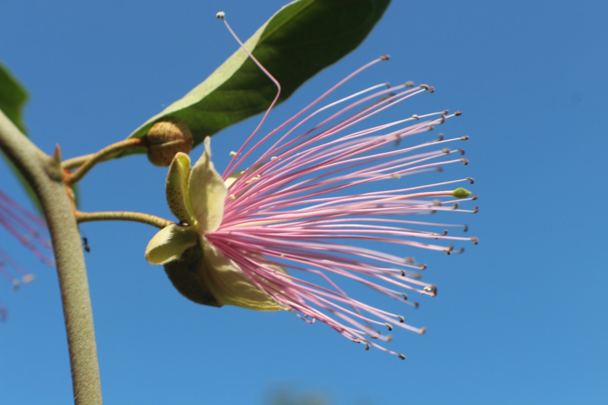 Capparis zeylanica L.